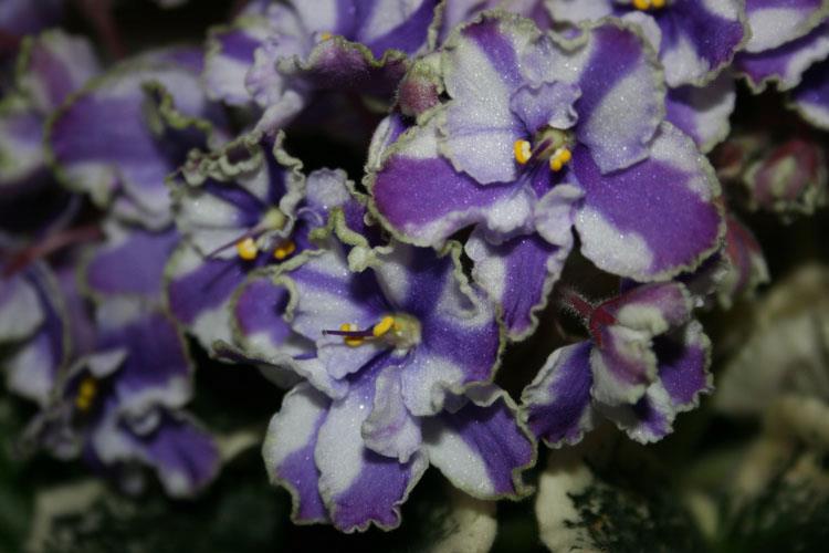 rencontres horticoles jardin botanique
