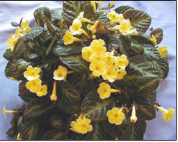 Episcia Suomi