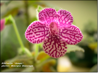 Kohleria Rongo